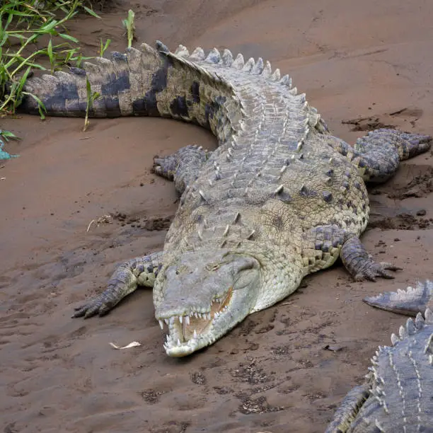 Photo of Crocodiles in the Tarcoles River