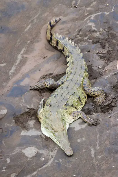 Photo of Crocodiles in the Tarcoles River