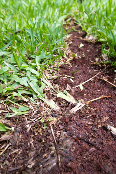 sendero y cortador de hoja - determination ant strength effort fotografías e imágenes de stock