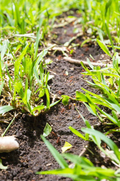 sendero y cortador de hoja - determination ant strength effort fotografías e imágenes de stock