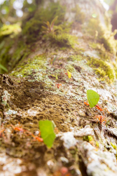 formiche tagliafoglie - determination ant strength effort foto e immagini stock