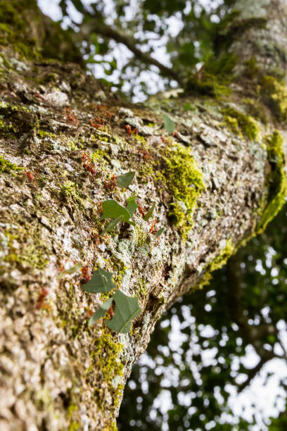 ants cortadora de hojas - determination ant strength effort fotografías e imágenes de stock