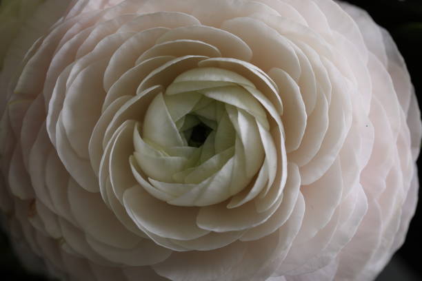The most famous flowers, artwork, smokey flowers, roses and tulips, roses in the dark, flowers in balck and white, close up, black background