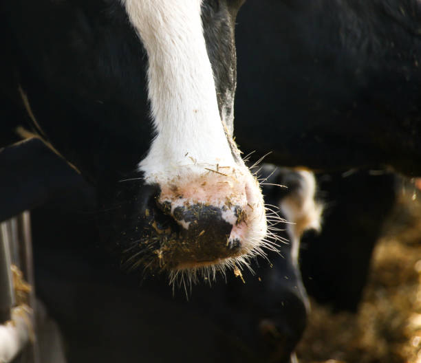 istock Agriculture and Dairy Cows 941981262