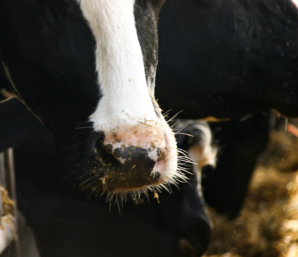 istock Agriculture and Dairy Cows 941981644