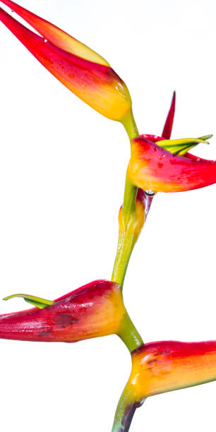 istock heliconia flower close up 941984122