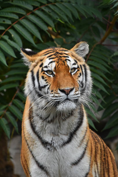 istock Close-Up Of Tiger Against Trees 941984324