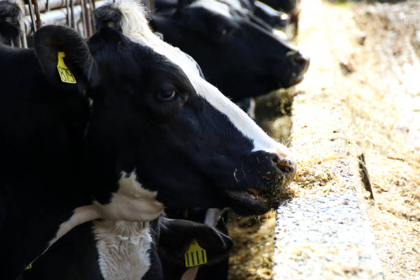 istock Agriculture and Dairy Cows 941985326