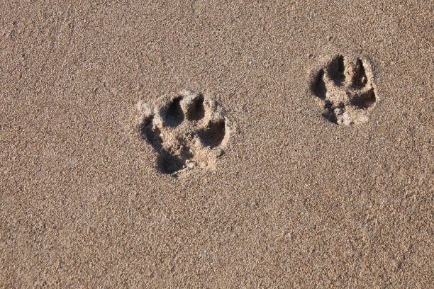 istock Dog tracks on the sea sand on the shore 941985368