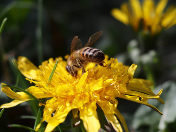 istock bees and pollen on yellow flowers 941988800