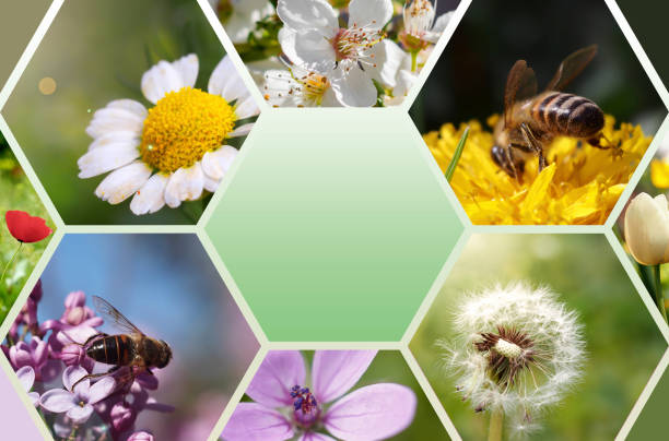 spring flowers and bee theme consisting of photo