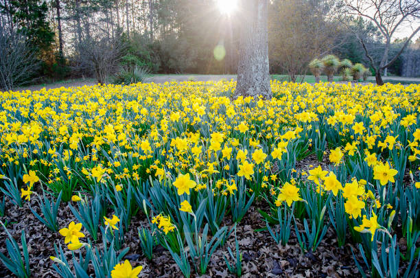 istock Dafodil Bulbs in Full Bloom Against a Brilliant Blue Sky 941994266