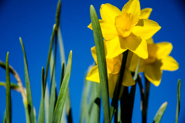 istock Dafodil Bulbs in Full Bloom Against a Brilliant Blue Sky 941998242