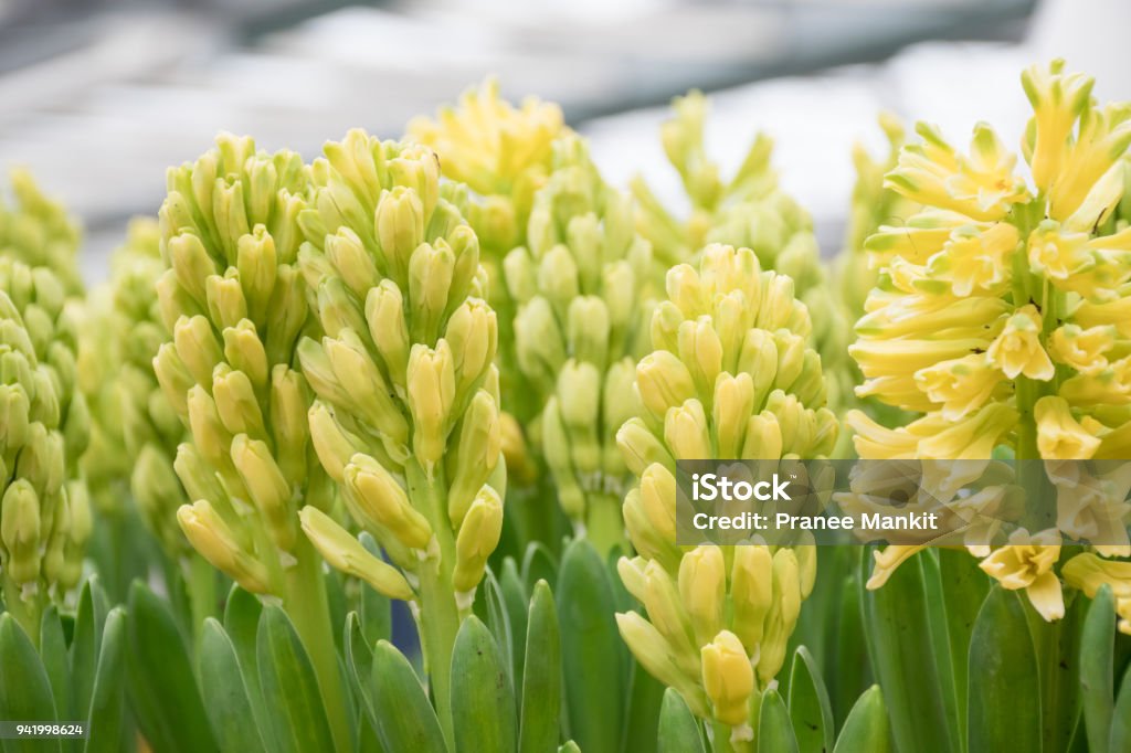 Flor De Manantial Amarillo Jacinto Foto de stock y más banco de imágenes de Amor - Amor, Azul, Bajo - Posición descriptiva - iStock Flor De Manantial Amarillo Jacinto Foto de stock y más banco de imágenes de Amor - Amor, Azul, Bajo - Posición descriptiva - iStock
