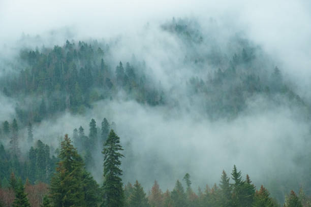 istock coniferous forest on mountain slopes in fog 942003860