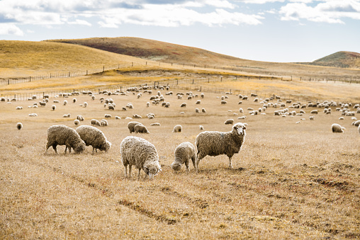 sheep livestock in argentina
