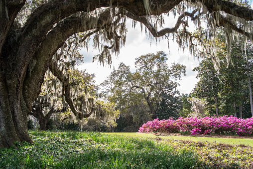An ancient oak tree covered in Spanish moss is surrounded by pink Azaleas.
