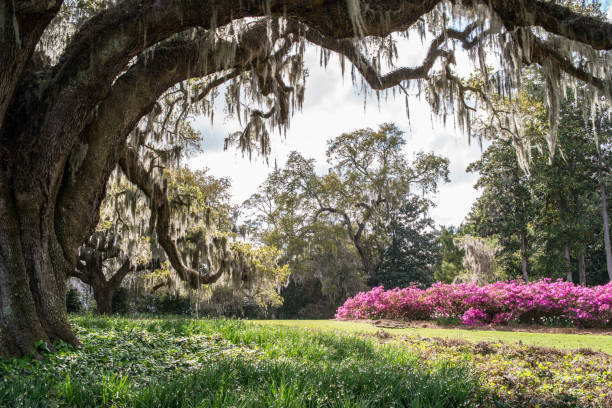 Ancient Oak Tree An ancient oak tree covered in Spanish moss is surrounded by pink Azaleas. wilmington north carolina stock pictures, royalty-free photos & images