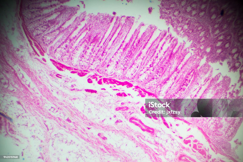 smooth muscle cross section in mircoscope Abstract Stock Photo