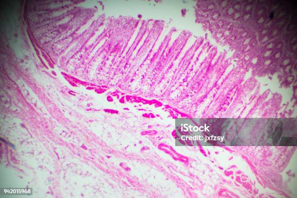 Smooth Muscle Cross Section In Mircoscope Stock Photo - Download Image Now - Abstract, Anatomy, Animal