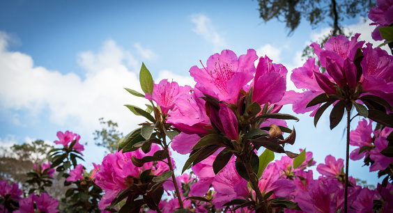 Pink azaleas burst into bloom against a blue sky.