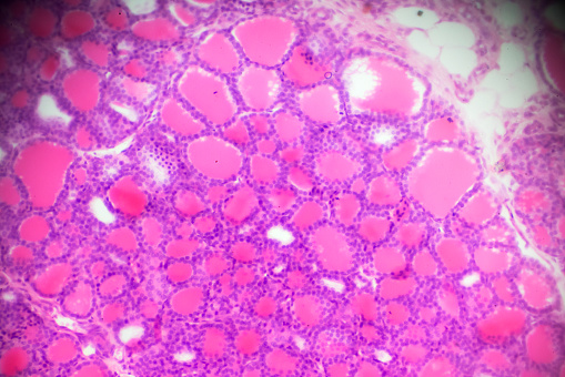 Cuboidal epithelium cross section in microscopy