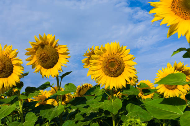 istock Sunflower growing on the field 942023940
