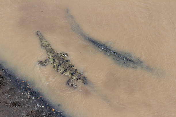 istock Crocodiles in the Tarcoles River 942023970