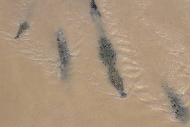Group of crocodiles in the Grande de Tarcoles river in Costa Rica.