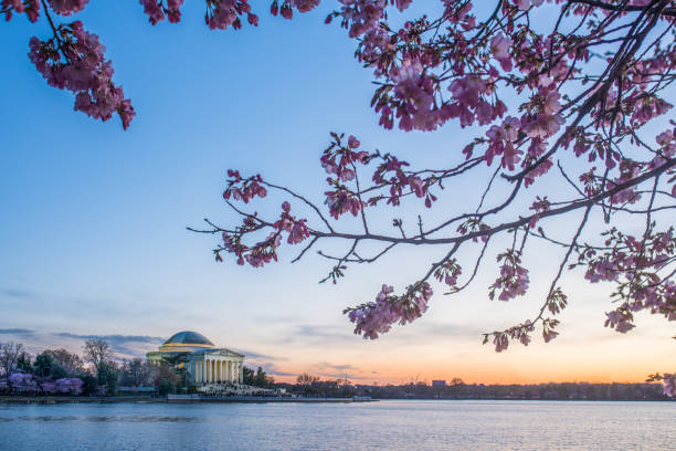 istock Beautiful afternoon Jefferson Memorial with cherry blossoms 942024276