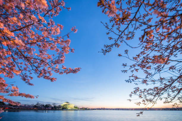 istock Beautiful afternoon Jefferson Memorial with cherry blossoms 942024312
