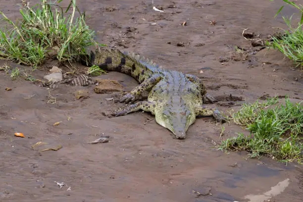 Photo of Crocodiles in the Tarcoles River