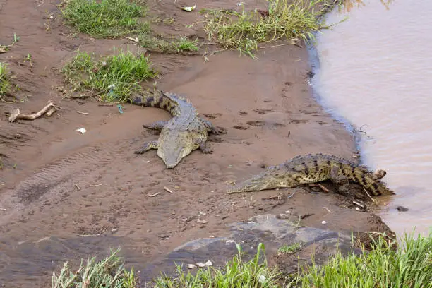 Photo of Crocodiles in the Tarcoles River