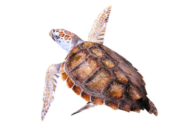 green sea turtle - arafura sea imagens e fotografias de stock