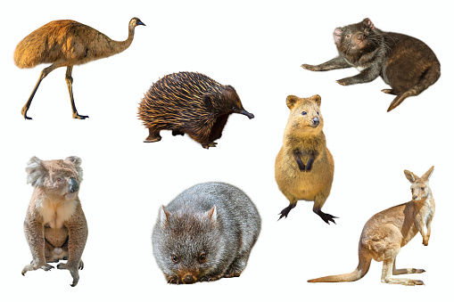 Collage of Australian animals, isolated on white background. The Emu, Echidna, Tasmanian Devil, Wombat, Kangaroo, Quokka and the Koala.