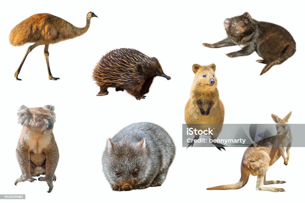 Australian animals isolated Collage of Australian animals, isolated on white background. The Emu, Echidna, Tasmanian Devil, Wombat, Kangaroo, Quokka and the Koala. Cut Out Stock Photo
