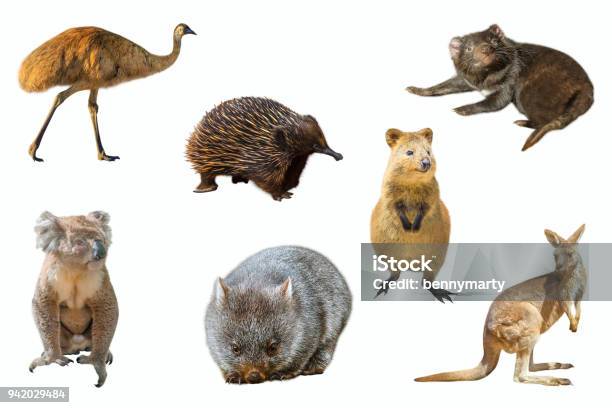 Australian Animals Isolated Stock Photo - Download Image Now - Cut Out, White Background, Wombat