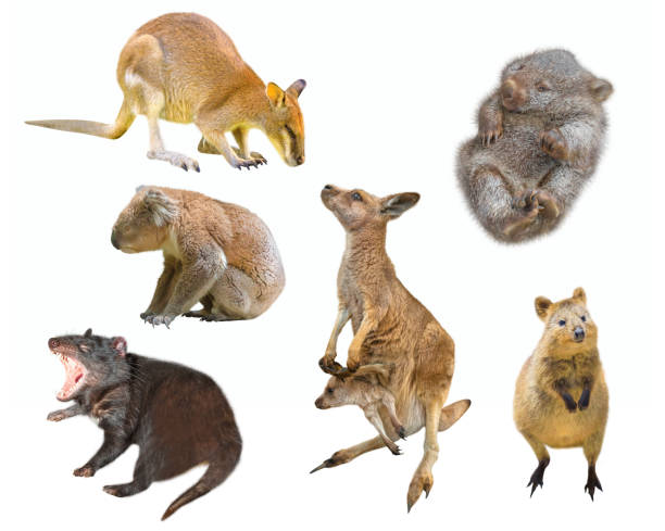 marsupiais australianos isolados - wallaby kangaroo australian culture australia - fotografias e filmes do acervo