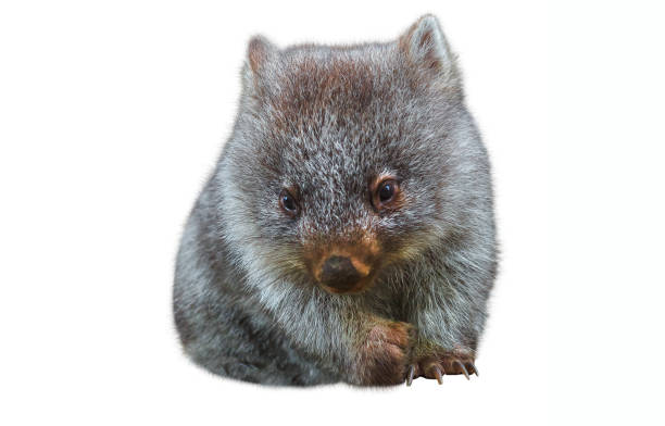 piccolo vombato australiano - wombat foto e immagini stock