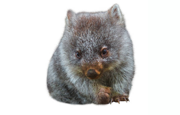 little australian wombat - wombat animal mammal marsupial imagens e fotografias de stock