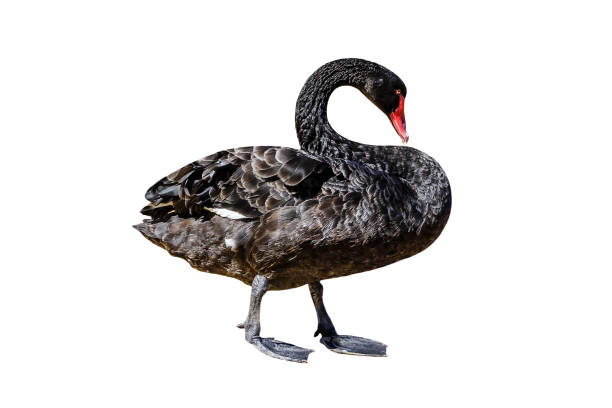 czarny łabędź odizolowany - black swan zdjęcia i obrazy z banku zdjęć