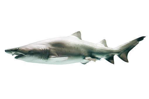 Side view of Great White Shark, Carcharodon carcharias, isolated on white.The white shark is the world's largest known macropredatory fish, and is one of primary predators of marine mammals.Copy space