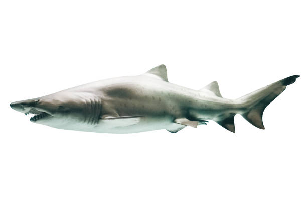 ฉลามขาวตัวใหญ่ - เม็กกาโลดอน ภาพสต็อก ภาพถ่ายและรูปภาพปลอดค่าลิขสิทธิ์