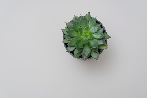Top view of a succulent green plant on white background, studio shot