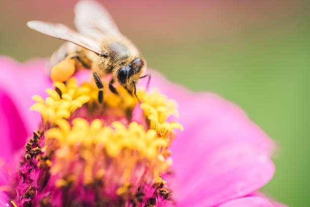 istock Bee on a Zinnia Elegans Flower 942055184