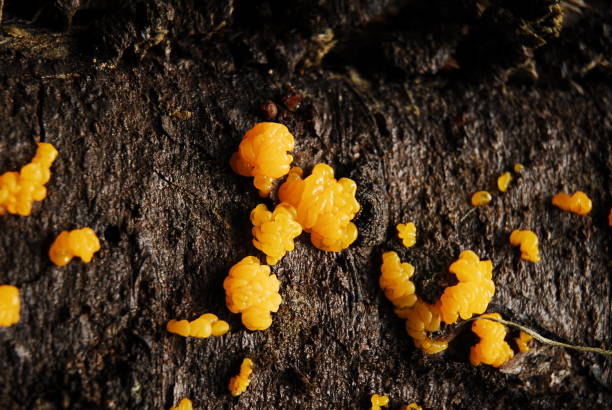 Disgusting Orange Fungus stock photo