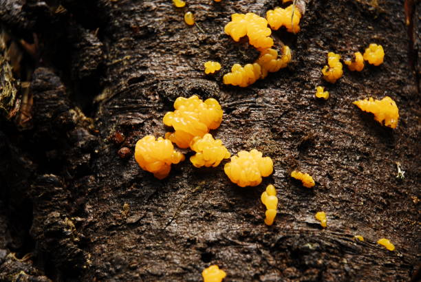 Disgusting Orange Fungus II stock photo