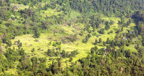 istock golden terraced rice or paddy field in Nepal 942113220