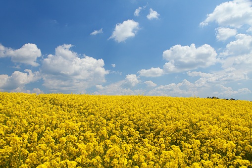 golden field of flowering rapeseed canola or colza with beautiful cloudy sky - brassica napus - rape seed is plant for green energy and oil industry