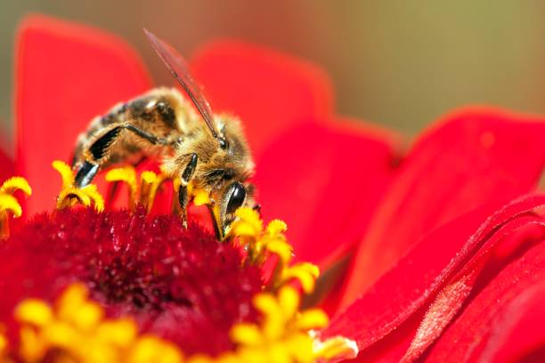istock bee or honeybee in Latin Apis Mellifera 942114276